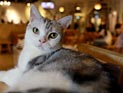 В Минске объявлен кастинг котиков для участия в мюзикле В Минске объявлен кастинг котиков для участия в мюзикле