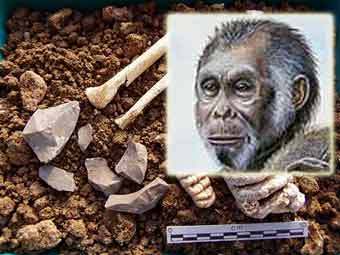 Homo floresiensis   ,    uow.edu.au