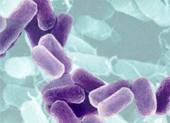  Esherichia coli,    ifas.ufl.edu