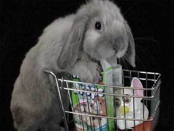    rabbit.org