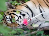  " "  bigcats-ru   ,    ,      ""      ,    