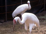  ( ) (Grus leucogeranus),   