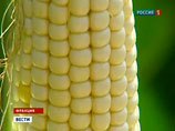  ,            -   Monsanto,       